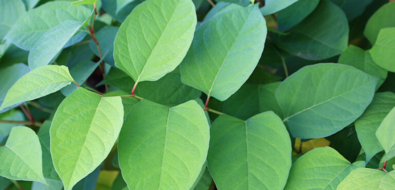 Japanse Duizendknoop Een Grote Plaag