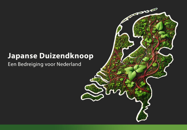 Invasieve Plant Japanse Duizendknoop – Een Bedreiging voor Nederland
